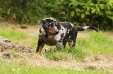 BEAUCERON - PUPPIES 287